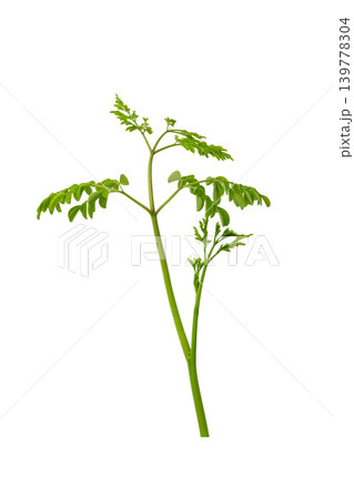 Bunch of green moringa oleifera herbal branches for superfood and healthy lifestyle element. 139778304