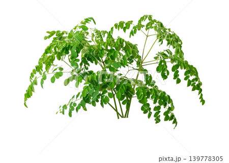 Bunch of green moringa oleifera herbal branches for superfood and healthy lifestyle element. Bunch of green moringa oleifera herbal branches for superfood and healthy lifestyle element. 139778305