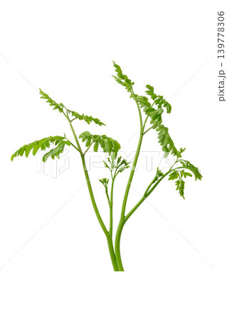 Bunch of green moringa oleifera herbal branches for superfood and healthy lifestyle element. Bunch of green moringa oleifera herbal branches for superfood and healthy lifestyle element. 139778306