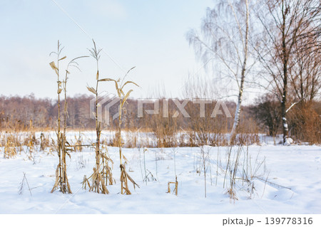 Winter landscape with dry plants and falling snow. 139778316