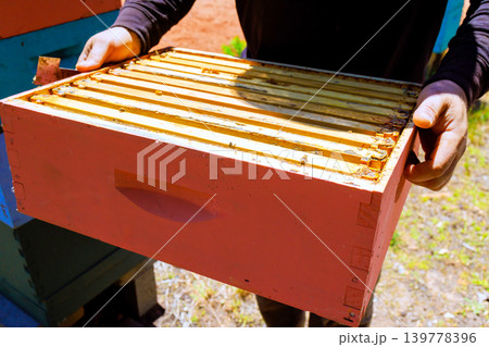 Beekeeper worker checks beehive frame outside in spring, observing bees while ensuring hive health activity. 139778396