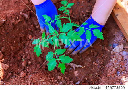 Gardener places young tomato plant into ground with blue gloves during spring season garden. Gardener places young tomato plant into ground with blue gloves during spring season garden. 139778399