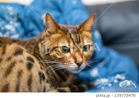 家猫 ベンガルキャット 家猫 ベンガルキャット 139778470
