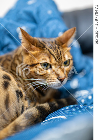 家猫 ベンガルキャット 家猫 ベンガルキャット 139778471