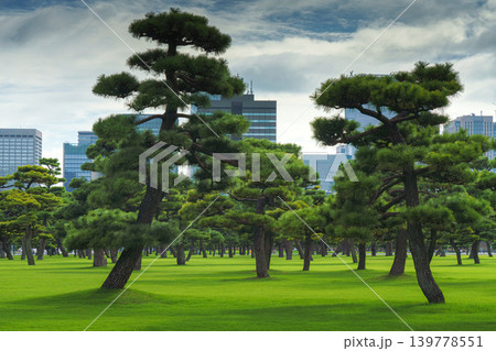 Tokyo, Japan - Oct 01 2024, panoramic view of a park with Japanese black pine trees and glass skyscrapers and a cloudy sky in the background, in the Chiyoda district, without people, Tokyo, Japan Tokyo, Japan - Oct 01 2024, panoramic view of a park with Japanese black pine trees and glass skyscrapers and a cloudy sky in the background, in the Chiyoda district, without people, Tokyo, Japan 139778551