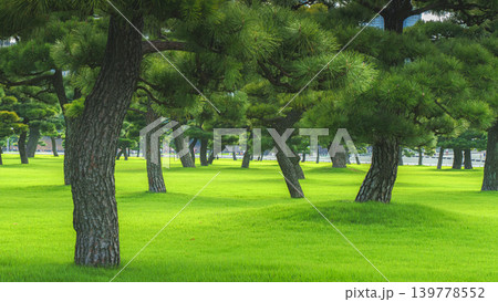 Tokyo, Japan - Oct 01 2024, panoramic view of a park with Japanese black pine trees, in Chiyoda district, without people, Tokyo, Japan Tokyo, Japan - Oct 01 2024, panoramic view of a park with Japanese black pine trees, in Chiyoda district, without people, Tokyo, Japan 139778552