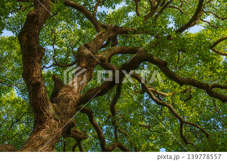 Tokyo, Japan - Oct 01 2024, panoramic view of crown of a spreading tree from below, with sunbeams and blue sky filtering through foliage, in a garden on grounds of Tokyo Imperial Palace, Tokyo, Japan 139778557