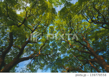 Tokyo, Japan - Oct 01 2024, panoramic view of crown of a spreading tree from below, with sunbeams and blue sky filtering through foliage, in a garden on grounds of Tokyo Imperial Palace, Tokyo, Japan Tokyo, Japan - Oct 01 2024, panoramic view of crown of a spreading tree from below, with sunbeams and blue sky filtering through foliage, in a garden on grounds of Tokyo Imperial Palace, Tokyo, Japan 139778558