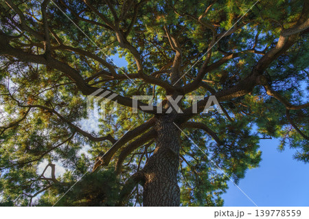 Tokyo, Japan - Oct 01 2024, panoramic view of crown of a spreading tree from below, with sunbeams and blue sky filtering through foliage, in a garden on grounds of Tokyo Imperial Palace, Tokyo, Japan Tokyo, Japan - Oct 01 2024, panoramic view of crown of a spreading tree from below, with sunbeams and blue sky filtering through foliage, in a garden on grounds of Tokyo Imperial Palace, Tokyo, Japan 139778559