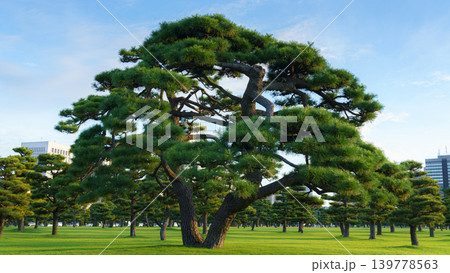 Tokyo, Japan - Oct 01 2024, panoramic view of a park with Japanese black pine trees, in Chiyoda district, without people, Tokyo, Japan Tokyo, Japan - Oct 01 2024, panoramic view of a park with Japanese black pine trees, in Chiyoda district, without people, Tokyo, Japan 139778563