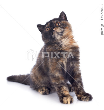 Exotic Shorthair kitten 139778609