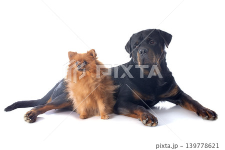 rottweiler and spitz rottweiler and spitz 139778621