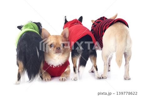 back of chihuahuas back of chihuahuas 139778622