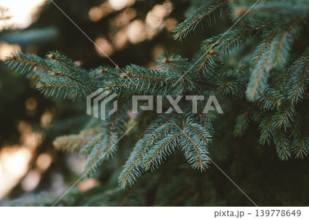 Fluffy branches of a spruce or fir-tres. Christmas wallpaper or postcard concept. 139778649