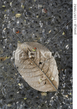 Frog Spawn as background Close Up - stock photo 139778662