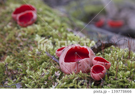 Scarlet elf cup fungi (Sarcoscypha sp.) on moss covered decaying wood on forest floor - stock photo Scarlet elf cup fungi (Sarcoscypha sp.) on moss covered decaying wood on forest floor - stock photo 139778666