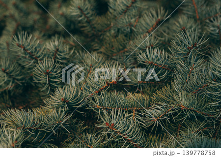 Fluffy branches of a spruce or fir-tree. Christmas wallpaper or postcard concept. Fluffy branches of a spruce or fir-tree. Christmas wallpaper or postcard concept. 139778758