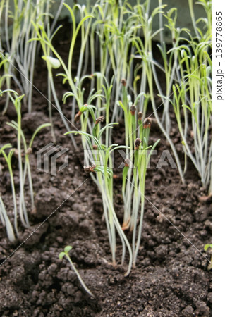 Seedlings rise from dark soil in a garden. The plants stretch toward the light, showing fresh growth during the spring season in a greenhouse area Seedlings rise from dark soil in a garden. The plants stretch toward the light, showing fresh growth during the spring season in a greenhouse area 139778865