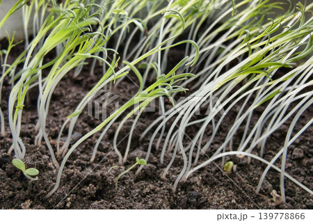 Small seedlings grow in dark soil under sunlight in a garden. The plants stand tall, stretching upward as they begin their journey of life Small seedlings grow in dark soil under sunlight in a garden. The plants stand tall, stretching upward as they begin their journey of life 139778866