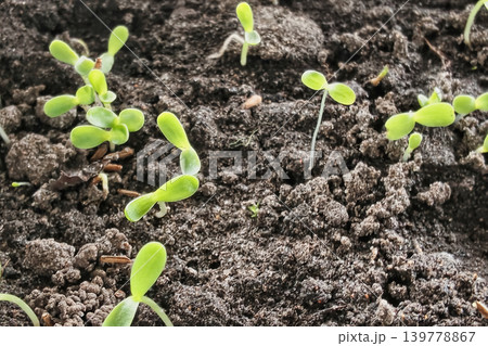 Young plants are sprouting from brown soil in a garden under sunlight. The scene shows fresh growth and the start of a new life cycle Young plants are sprouting from brown soil in a garden under sunlight. The scene shows fresh growth and the start of a new life cycle 139778867