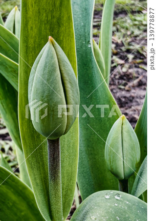 Tulip buds are developing in a garden. They stand tall among green leaves under daylight. The scene shows the early stages of their growth in spring Tulip buds are developing in a garden. They stand tall among green leaves under daylight. The scene shows the early stages of their growth in spring 139778877