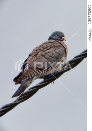 A bird is resting on a power line as the sky appears gray. It is late afternoon and the urban environment can be sensed around it A bird is resting on a power line as the sky appears gray. It is late afternoon and the urban environment can be sensed around it 139778906
