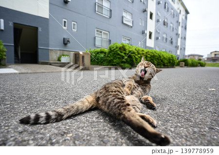 道に寝そべるキジトラ猫 道に寝そべるキジトラ猫 139778959