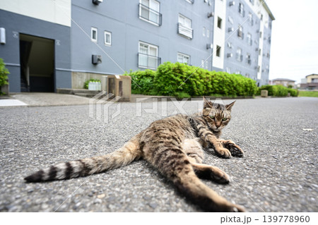 道に寝そべるキジトラ猫 道に寝そべるキジトラ猫 139778960
