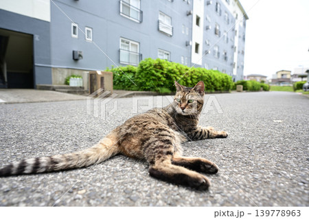 道に寝そべるキジトラ猫 139778963