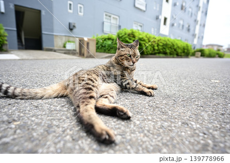 道に寝そべるキジトラ猫 道に寝そべるキジトラ猫 139778966