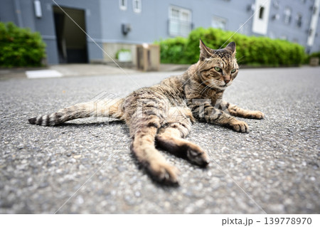 道に寝そべるキジトラ猫 139778970