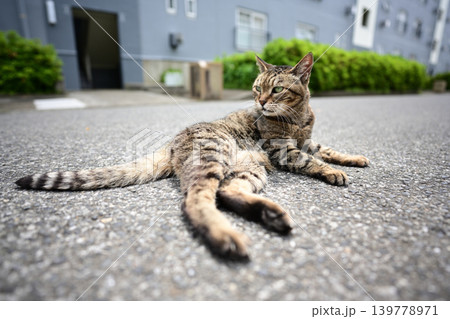 道に寝そべるキジトラ猫 道に寝そべるキジトラ猫 139778971