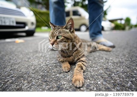 散歩中のキジトラ猫 139778979