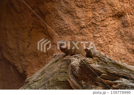 dwarf mongoose on tree trunk in zoo habitat african wildlife dwarf mongoose on tree trunk in zoo habitat african wildlife 139778990