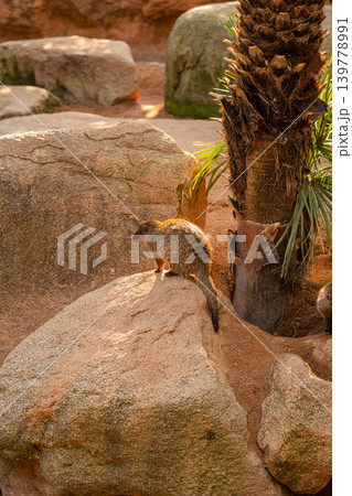 banded mongoose on rock in zoo habitat african wildlife animal 139778991