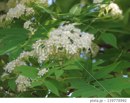 初夏に咲くナナカマドの白い花 139778992