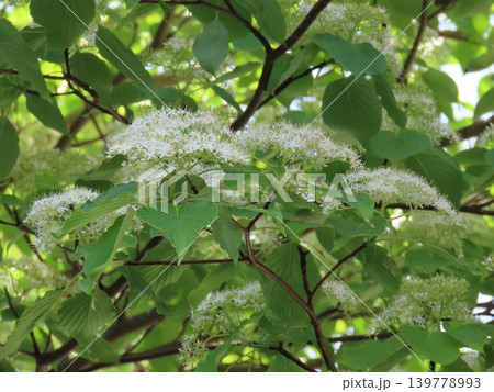 初夏に咲くナナカマドの白い花 139778993