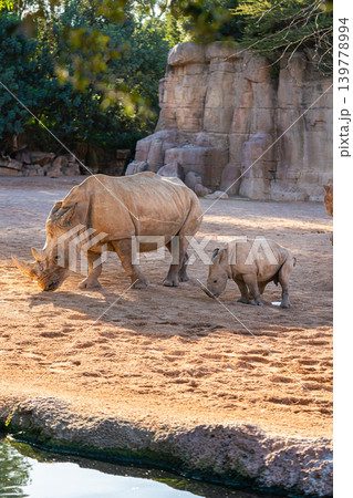 white rhinoceros mother with calf in zoo enclosure african wildlife 139778994