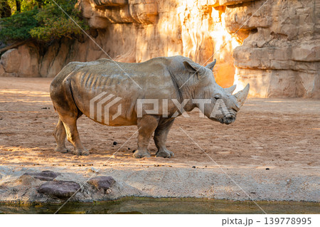 white rhinoceros standing in zoo enclosure african wildlife animal 139778995