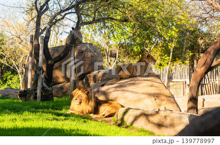 lion and lioness resting on rocks in zoo enclosure with green grass and trees lion and lioness resting on rocks in zoo enclosure with green grass and trees 139778997