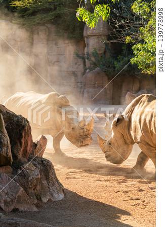 white rhinoceros interaction in dusty zoo enclosure african wildlife animals 139778998