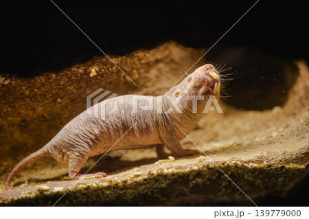 Naked Mole Rat in Underground Tunnel Habitat Naked Mole Rat in Underground Tunnel Habitat 139779000