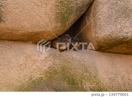 rock hyrax family hiding between large stones in natural rocky habitat 139779001