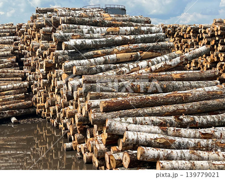 Huge stack of birch timber logs at industrial wood yard for processing and sustainable supply Huge stack of birch timber logs at industrial wood yard for processing and sustainable supply 139779021