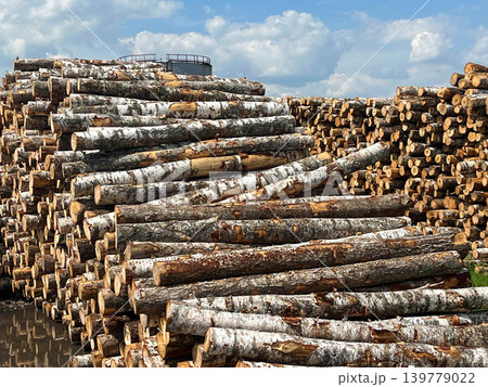 Large timber log piles at industrial wood storage yard for renewable fuel and production Large timber log piles at industrial wood storage yard for renewable fuel and production 139779022