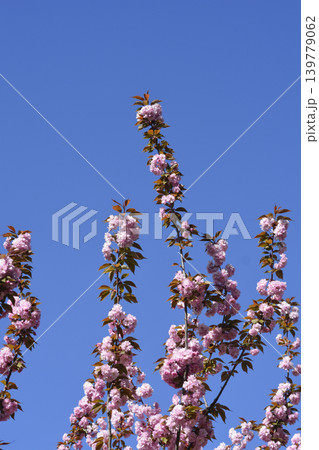 Japanese flowering cherry Kanzan 139779062