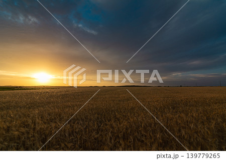 Serene Wheat Field with Orange Sky at Sunrise Serene Wheat Field with Orange Sky at Sunrise 139779265