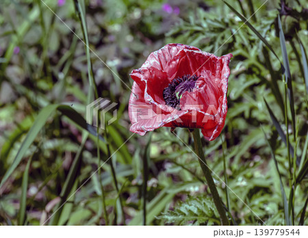 Pink opium poppy flower with textured crumpled petals Pink opium poppy flower with textured crumpled petals 139779544