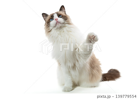 fluffy purebred cat isolated on white background fluffy purebred cat isolated on white background 139779554
