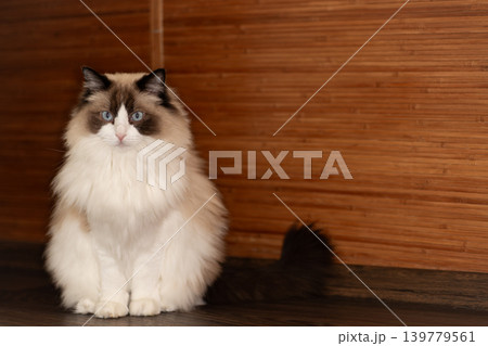 purebred ragdoll cat with blue eyes sitting calmly purebred ragdoll cat with blue eyes sitting calmly 139779561